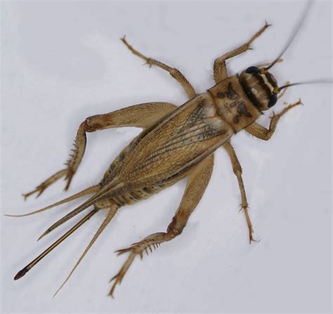 Crickets, family gryllidae (also known as true crickets), are insects somewhat related to they have somewhat flattened bodies and long antennae. House cricket - Wikiwand