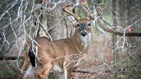 First Ever Case Of Chronic Wasting Disease Found In Wild Oklahoma Deer