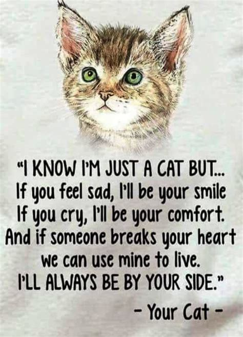 295 Amazing Cat Quotes That Are So True Bayart