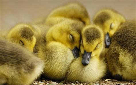 Ou On Cute Ducklings Baby Ducks Funny Animals