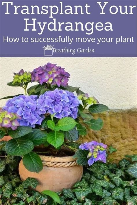 5 Steps For Transplanting Hydrangeas Successfully Breathing Garden