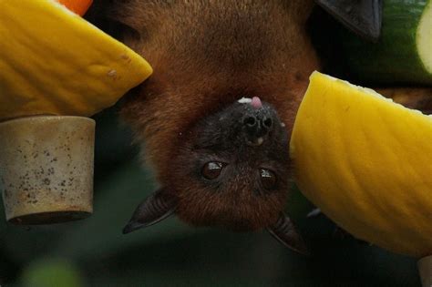 10 Amazing Facts About Bats You Probably Didnt Know Wild Life