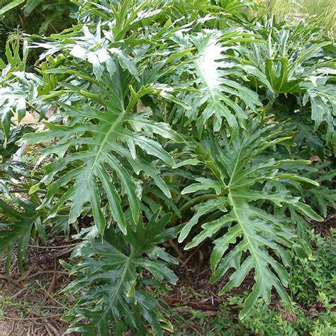 You can remove entire leaves be cutting them off at the base of the leaf stem. Philodendron Selloum - VerdeGo