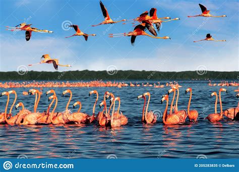 Pink Beautiful Flamingos In A Beautiful Blue Lagoon Mexico Celestun