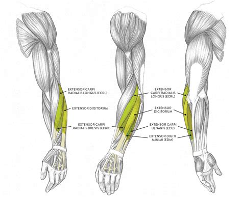 Name Muscles In Arm Arm Muscles Diagrams