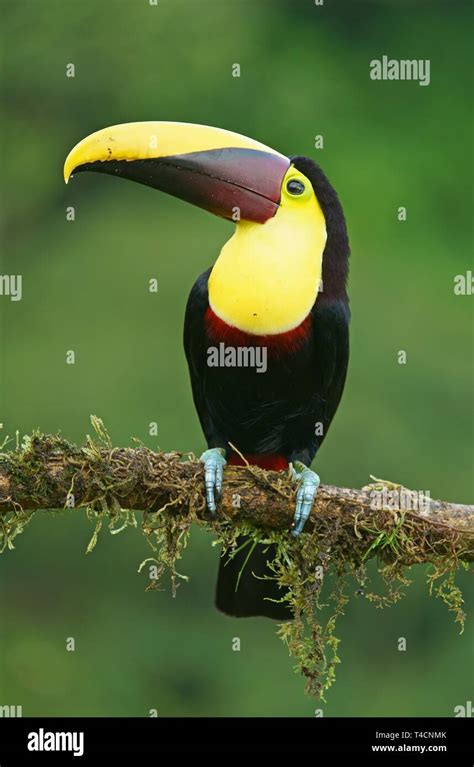 Black Mandibled Toucan Ramphastos Ambiguus Sits On Mossy Branch