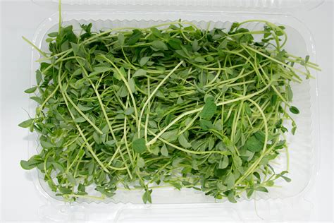 Have You Tried Microgreens Motor City Micro Farm