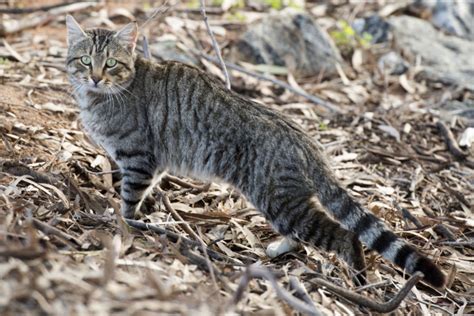 Calling For Cq Feral Animal Management Contractors Fitzroy Basin