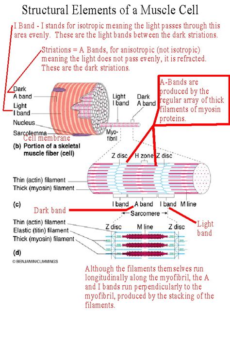 BIOL 237 Class Notes - Muscle Cells & Muscle Physiology
