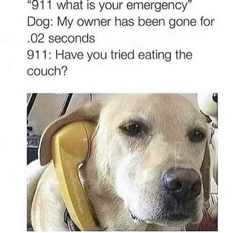 911 Whats Your Emergency Ranimalmemes