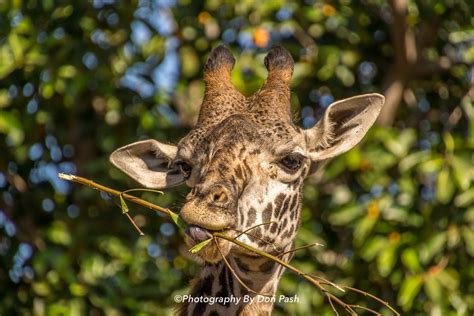 Giraffe Having Meal I Captured This Giraffe Munching On A Twig At The