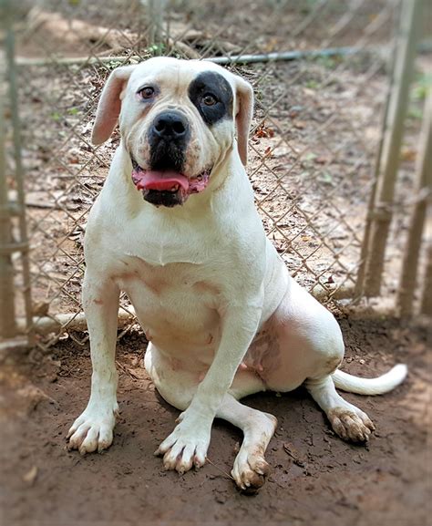 The original real american bulldog. The Johnson is one of the Classic American Bulldogs and a ...