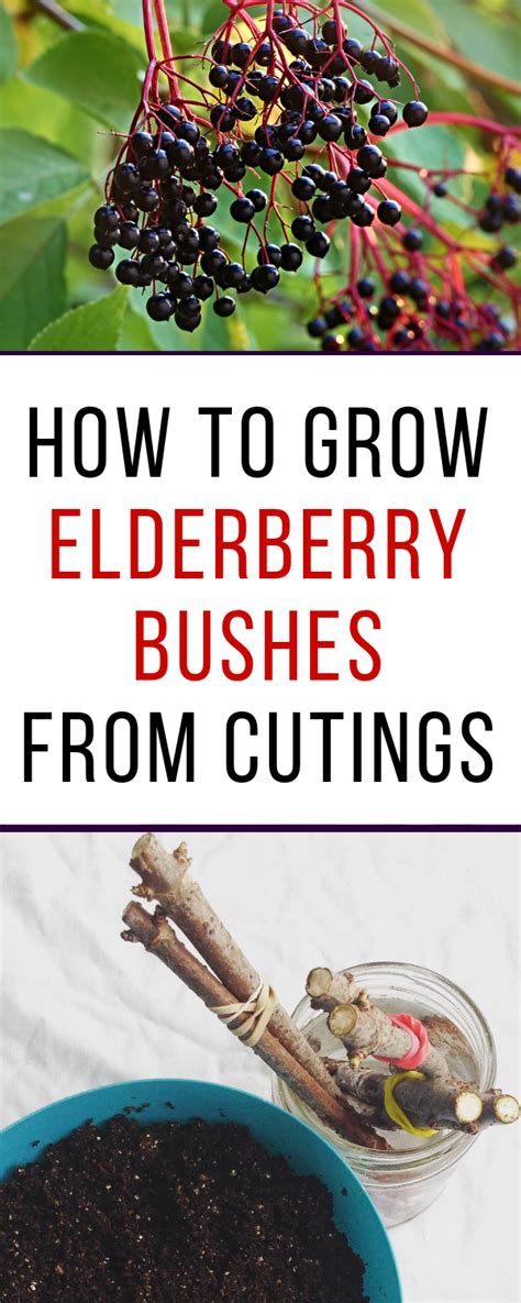 How To Grow Elderberries From Cuttings Organic Gardening Tips