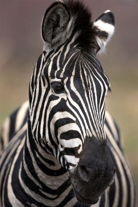 Portrait Of A Zebra Zebra Skin Rug Zebra Face Zebra Print Decorations