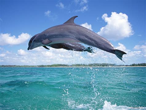 Animal Dolphin Wallpaper