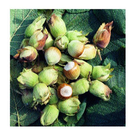 It also is known as cobnut or filbert nut according to species. hazelnut