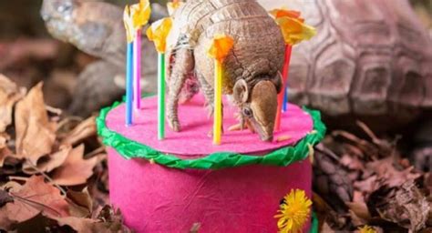 40 Pictures Of Zookeepers Celebrating Zoo Animals Birthday Tail And Fur