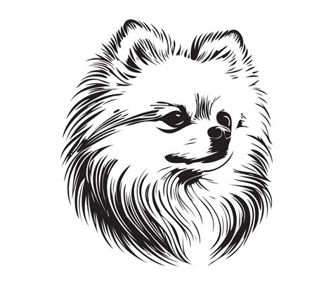 Pomeranian Face Silhouette Dog Face Black And White Pomeranian Vector