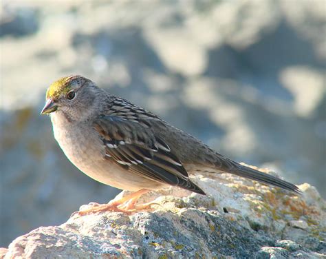 Pictures And Information On Golden Crowned Sparrow