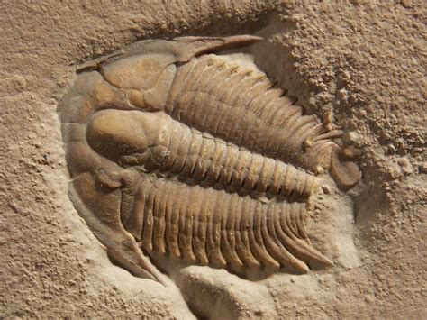 Ancient Trilobites Fossils Fossil World