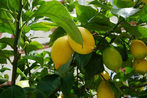 Free Images Branch Fruit Flower Food Green Produce Lemon Tree