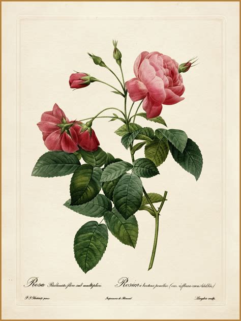 Pierre Joseph Redouté Les Roses Rosa Reclinata Flore Sub Multiplici