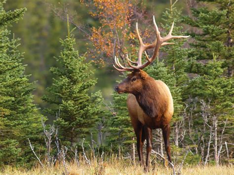 9 Best Wildlife Tours In The Rocky Mountains Where Canadian Rockies