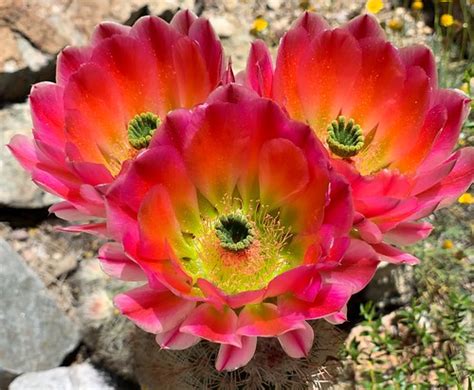 Desert Bloom Sonoran Desert Pegprice Flickr