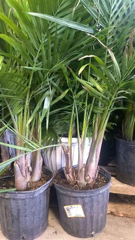 How To Care For A Majesty Palm Plant References