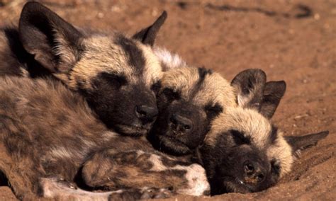 Looking for the best cat food for your feline friend? WWF's Work to Protect Wild Dogs in Namibia | Pages | WWF