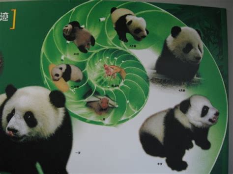 Life Cycle The Giant Panda