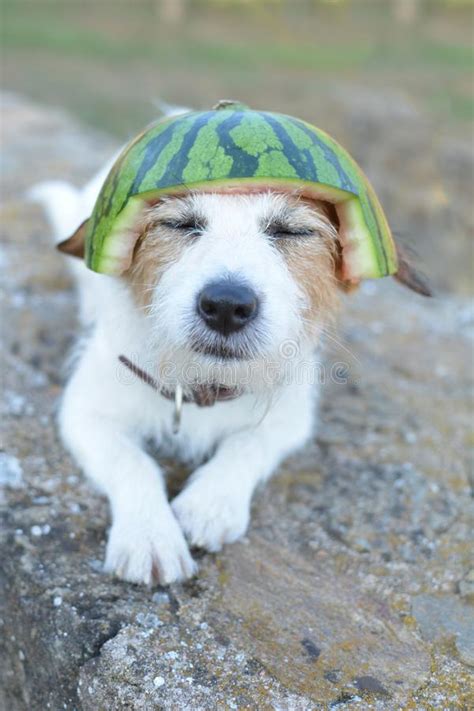 Cute Dog With A Watermelon Hat Stock Photo Image Of Funnypet Veryhot