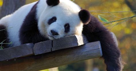 Panda Diplomacy China Takes Its Pandas Out Of Us Zoos Daily News