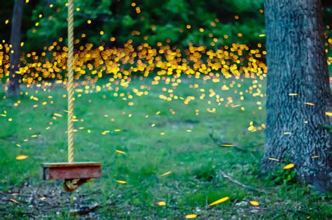 A Beautiful Time Lapse Of Fireflies Swarming