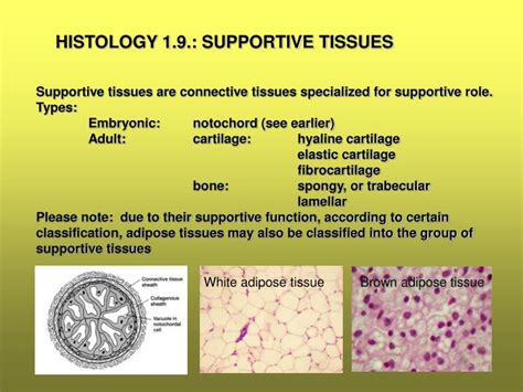 Ppt Histology 19 Supportive Tissues Powerpoint Presentation Id