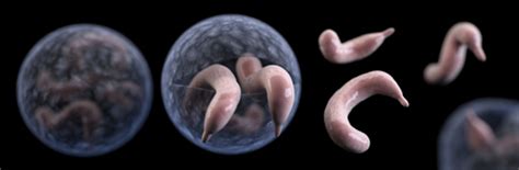 These small protozoan parasites are able to infect a wide range of hosts including mammals, birds, reptiles and fish. Cryptosporidium bacterial infection - Loiasis bacteria