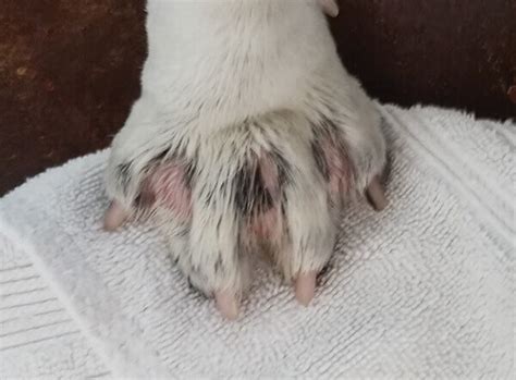 How Do You Treat Pododermatitis In Dogs Paws