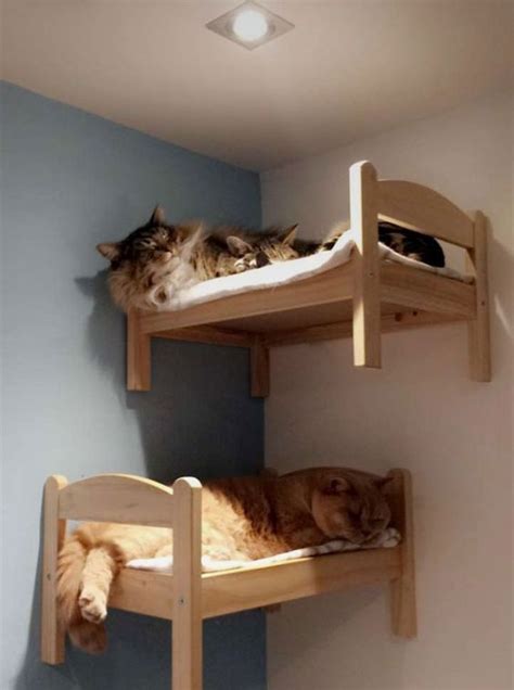 Two Cats Laying On Top Of Bunk Beds In A Room With Blue Walls And White