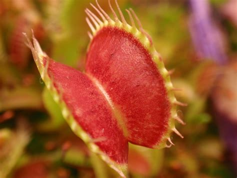 Looking for some interesting facts about venus fly trap? Venus Flytraps | Gem State Carnivores