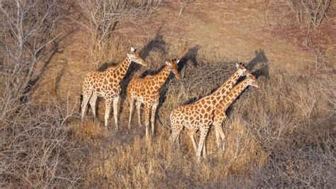 New Population Of Critically Endangered Kordofan Giraffes Found In Chad