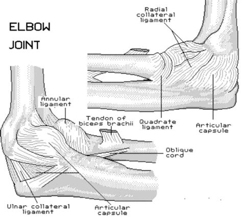 The Elbow Anatomy Week 8 Flashcards Quizlet