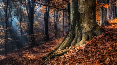 Fondos De Pantalla Luz De Sol Árboles Paisaje Bosque Otoño Hojas