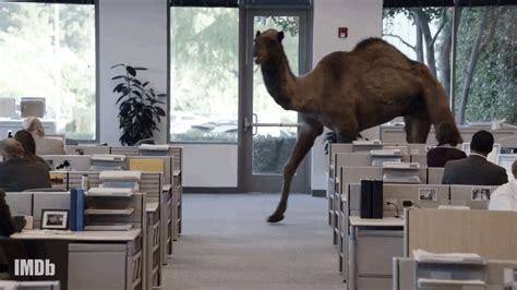 Lovethispic's pictures can be used on facebook, tumblr, pinterest, twitter and other doing this will save the hump day camel picture to your account for easy access to it in the future. I Just Learned "This Is Us" Star Chris Sullivan Voiced The ...