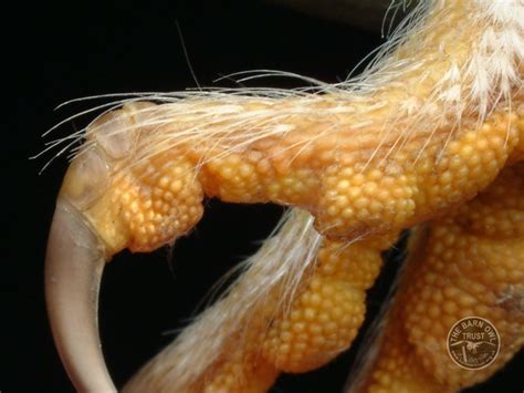 Using the same orange as the feet, cut a half circle the size of the hole in the face layer but add a small notch. Barn Owl anatomy close-up - foot (Melanie Lindenthal ...