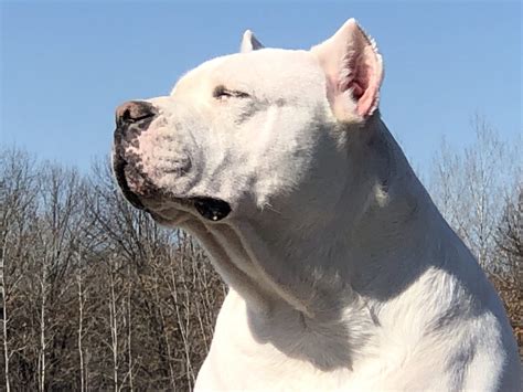 Contact Dream Dogos Dogo Argentino Breeder