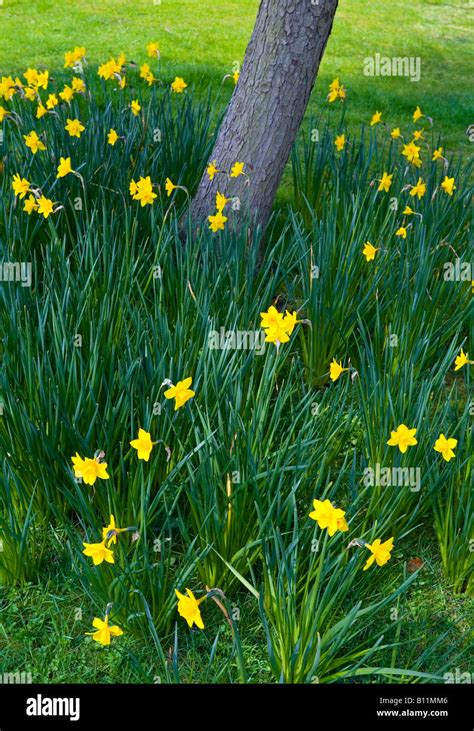 Daffodil Flowers Growing Around A Tree Trunk Stock Photo Alamy
