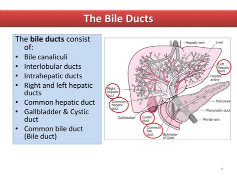 PPT Biliary System PowerPoint Presentation Free Download ID