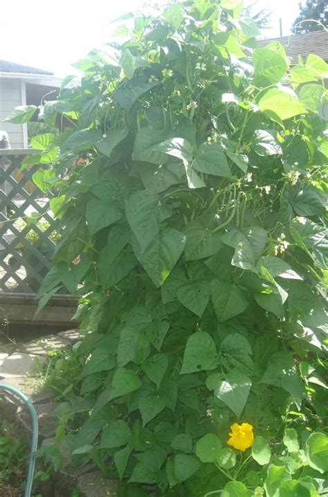 Green explosion de 250 ml. Iggy Mama Gardening: My First Green Bean Crop & Thoughts ...