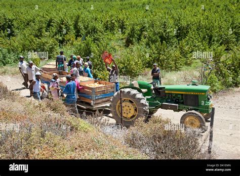 Peach Farm Workers Harvesting Peaches Near Montagu Western Cape South