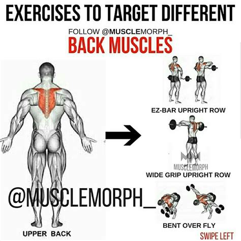 Back Muscles Training Upper Back Exercises Back Muscles Muscle Training
